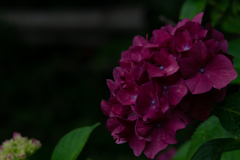 令和の夏　紫陽花
