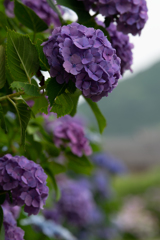 令和の夏　紫陽花