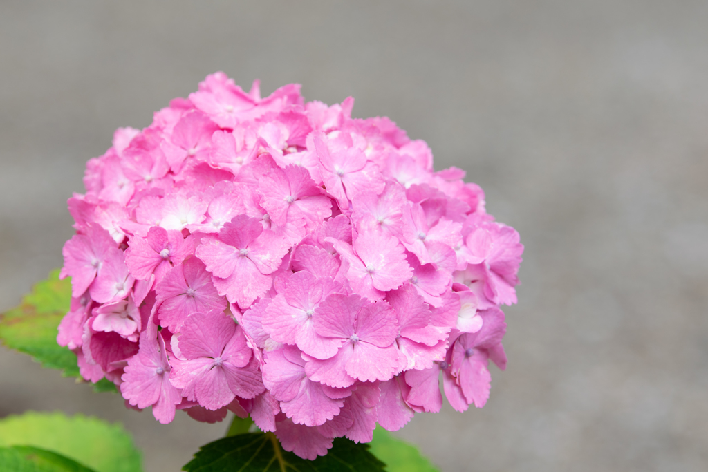 令和の夏　紫陽花