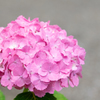 令和の夏　紫陽花