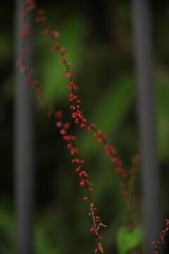 真紅の水引草