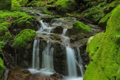 苔むした渓流