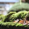 良いボケ感で苔と落ち葉を切り取りました。