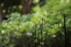 木賊の影