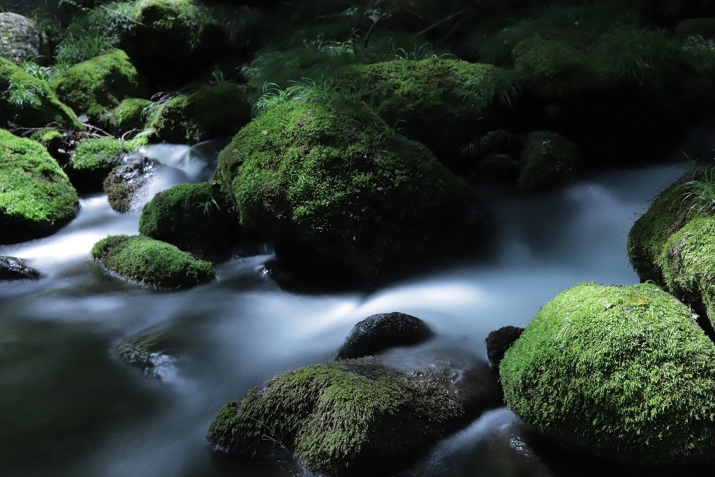 苔むした渓流