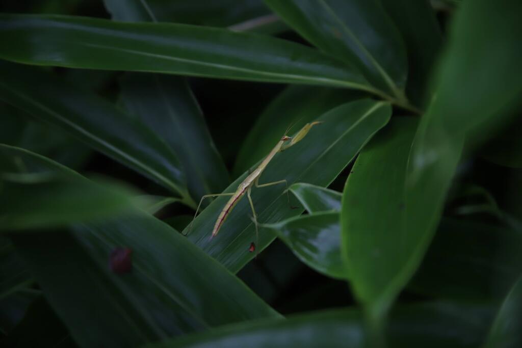 カマキリ見～つけた！