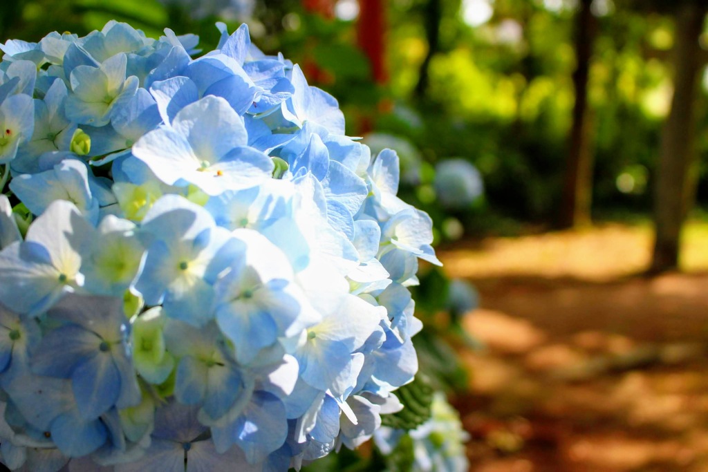 紫陽花