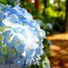 紫陽花