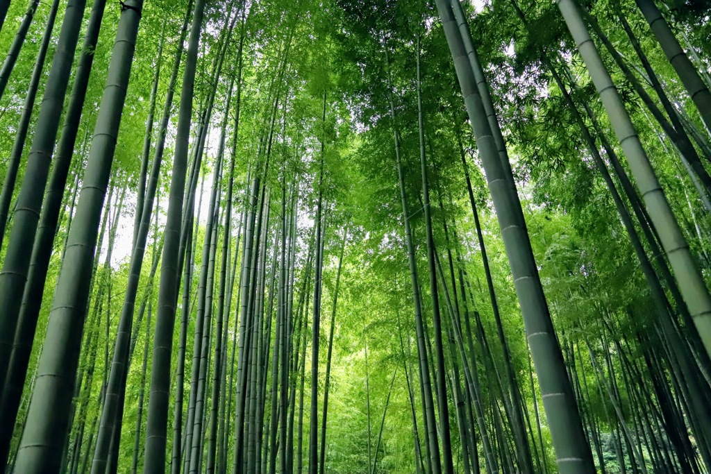 清々しい竹林