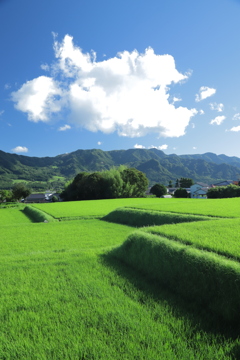 のどかな田園風景