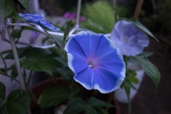 薄明の朝顔