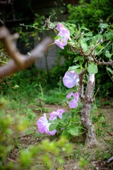 枯れ木に花が咲いた