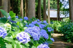木漏れ日の紫陽花