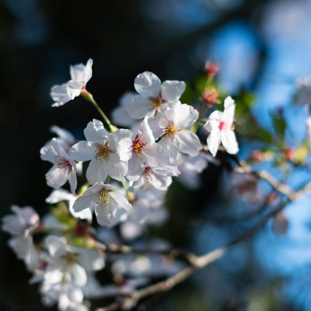 鳥羽桜