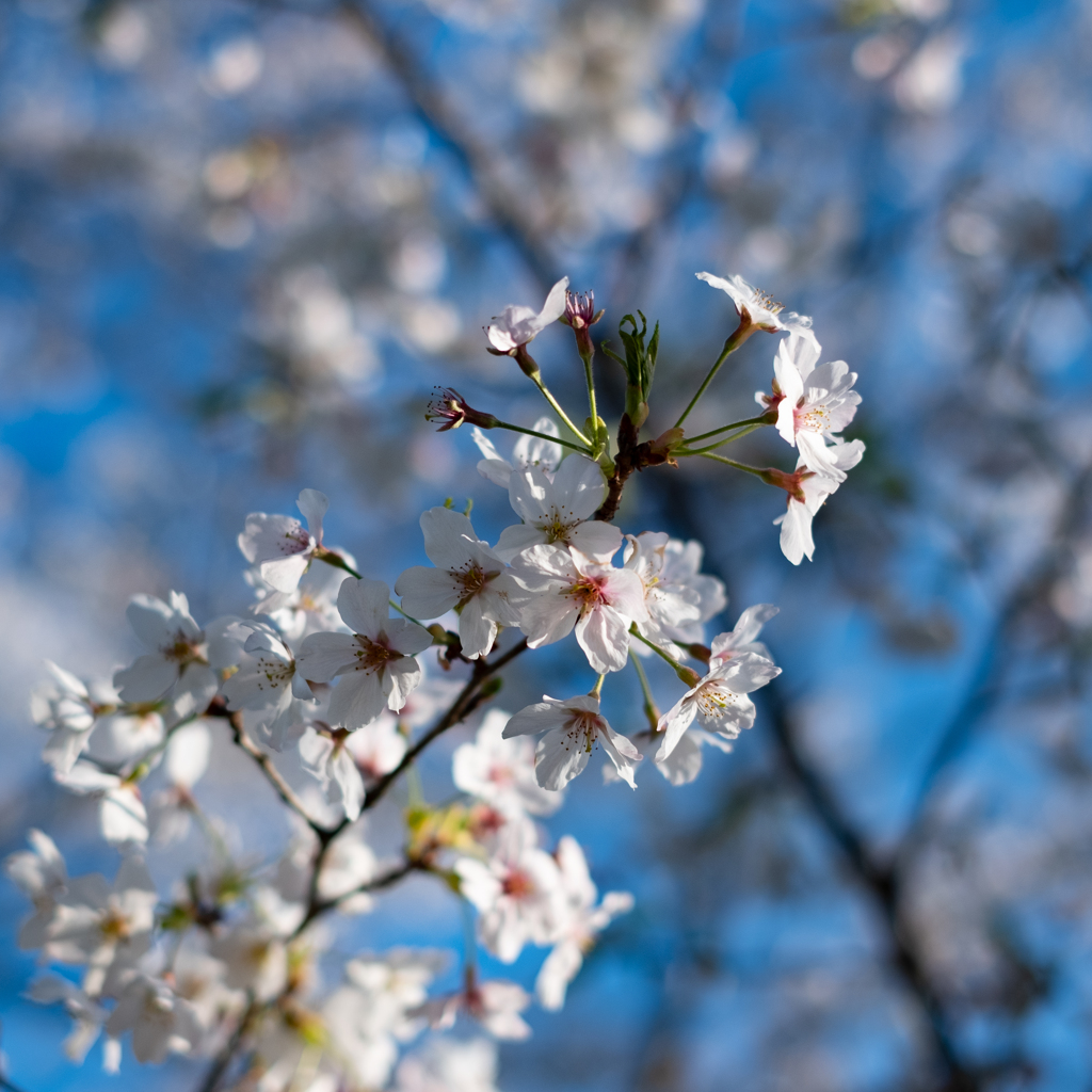 鳥羽山の桜