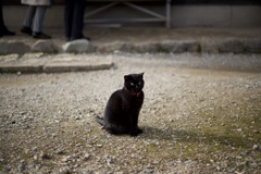 大内宿の黒猫