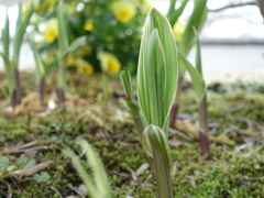 紫蘭の芽吹き