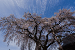 光明寺枝垂れ桜