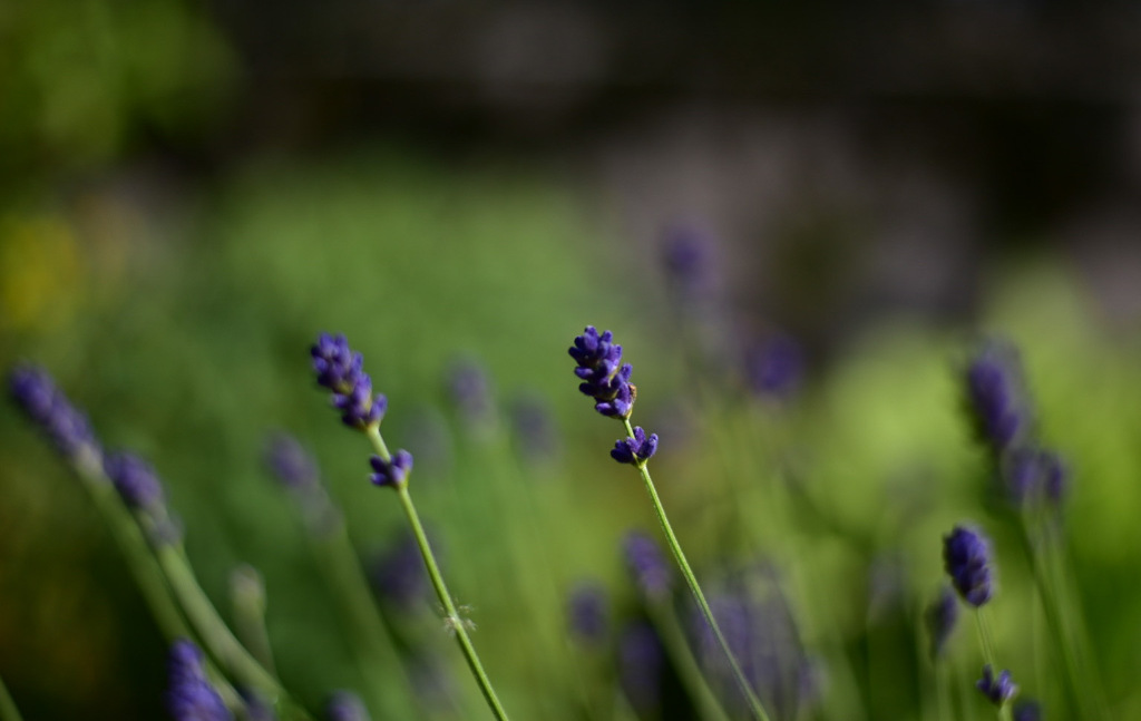 English Lavender