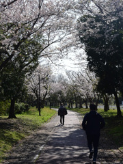 桜のトンネルここにも