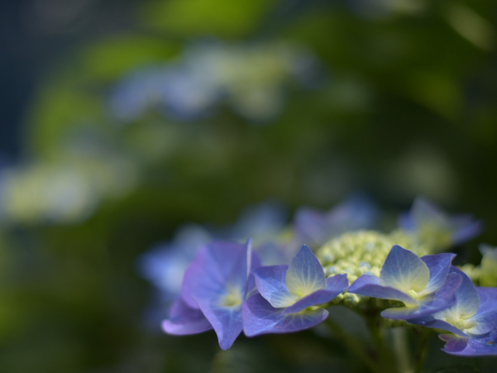 紫陽花 Hydrangea ハイドランジア