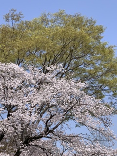 新緑と桜