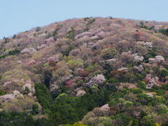 桜川の山桜