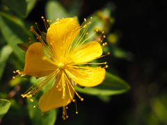 繊細な花