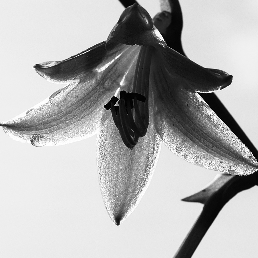 ギボウシの花（モノクロの透け感）