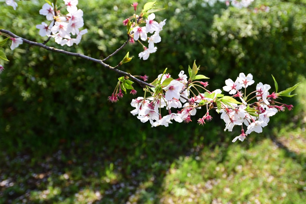緑を背景に