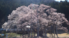 二本の桜
