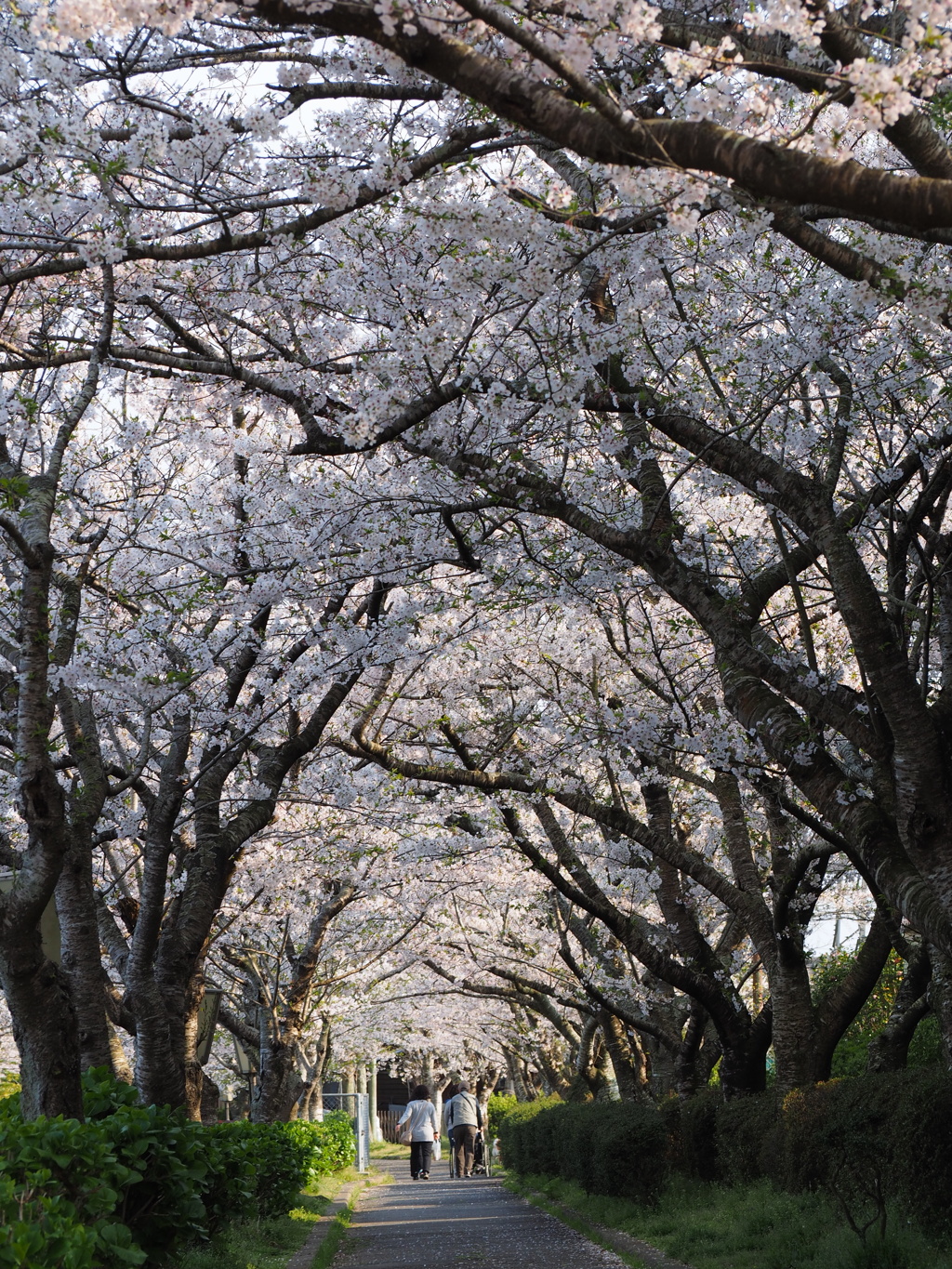 身近にあった桜のトンネル