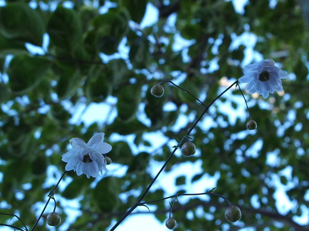 柿とレンゲショウマ1/2