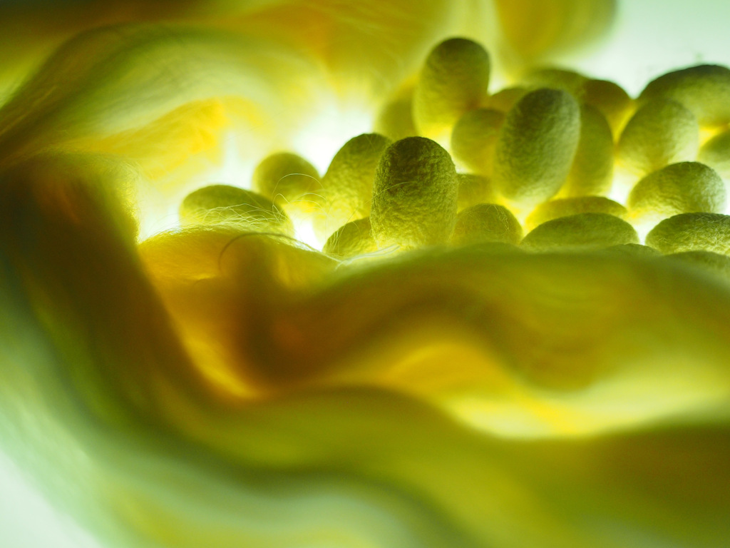 SILK 2