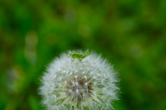 やっときた春。