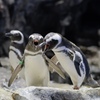 ペンギンバトル−咆哮