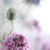 Scabiosa✤