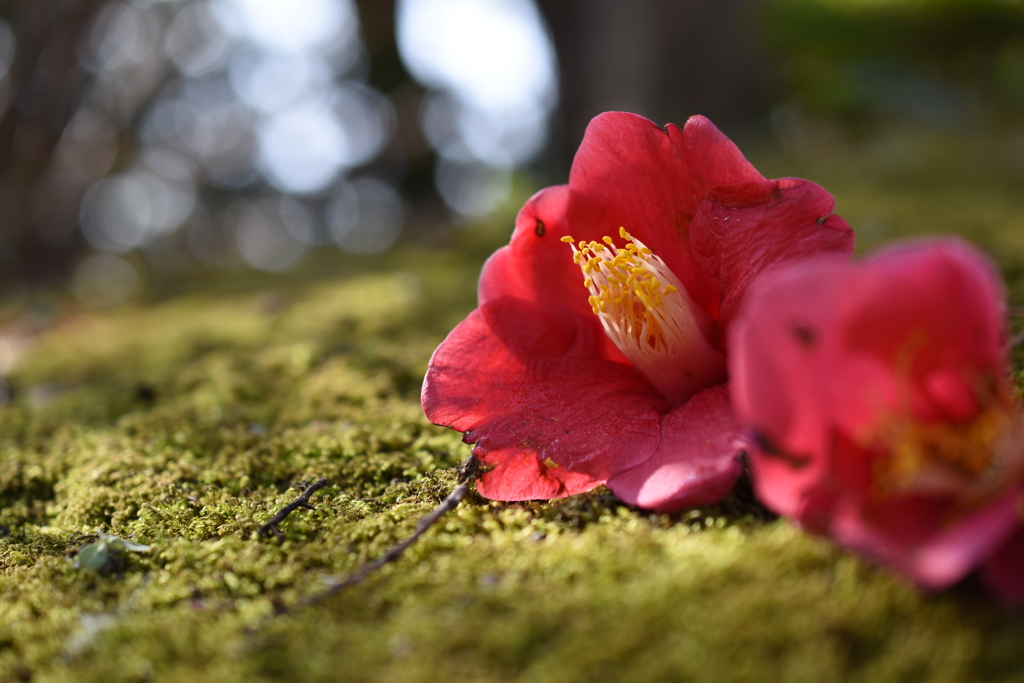 苔に咲く