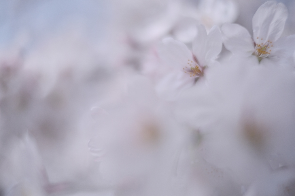 桜雲