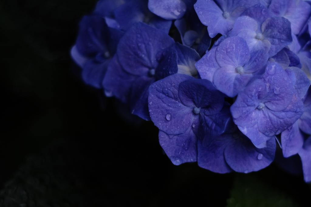 Blue Mist