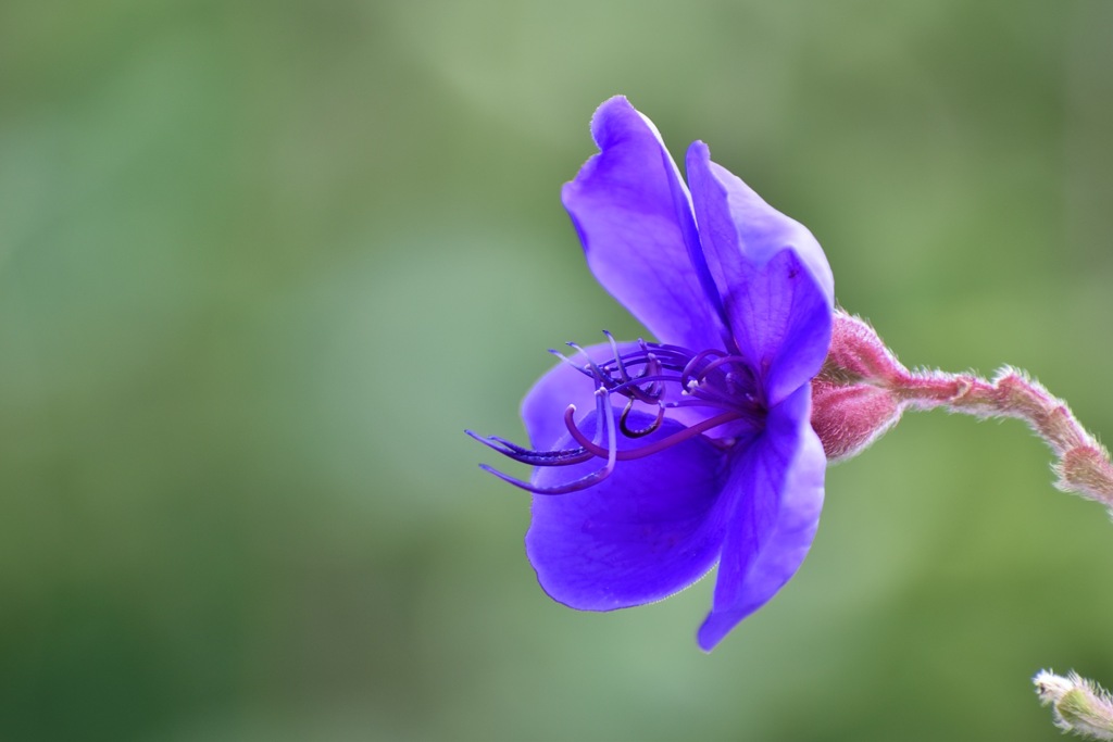 シコンノボタン