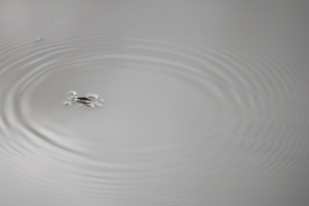ring on the water