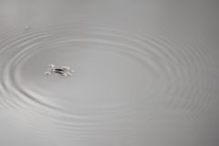ring on the water