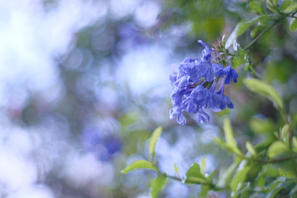 Blue Bird