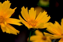 散歩道で見つけた♡ Ⅲ