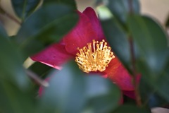 花蕊