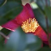 花蕊