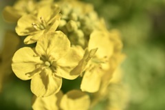 菜の花