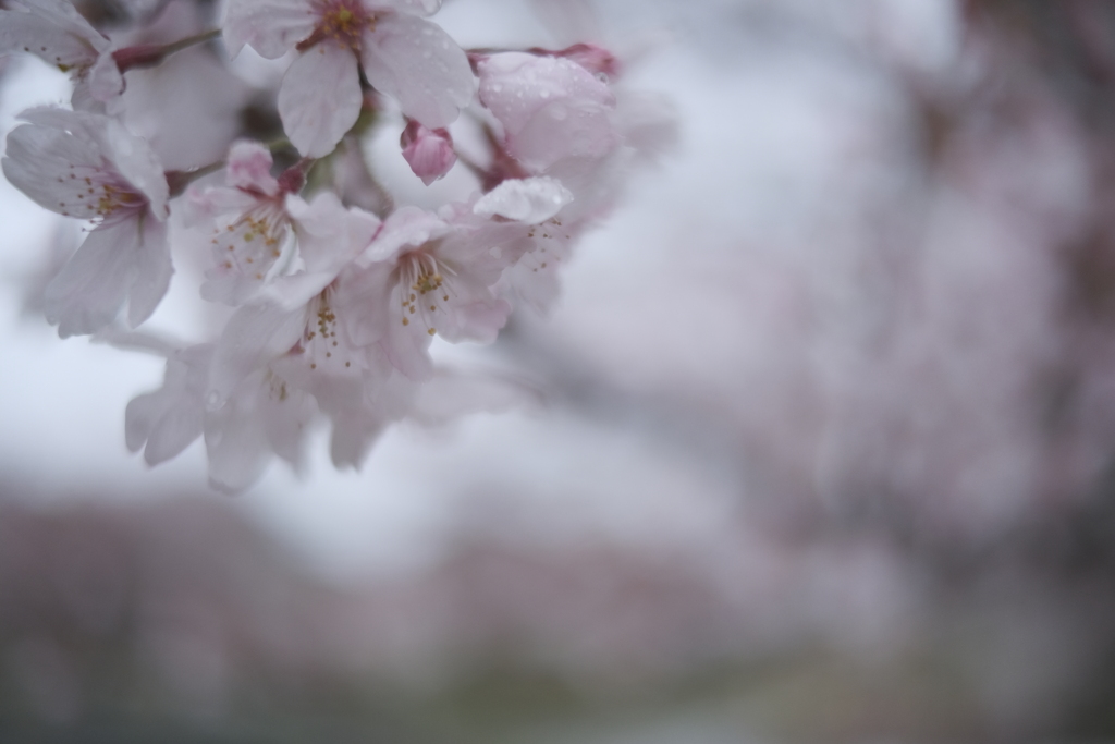桜雨