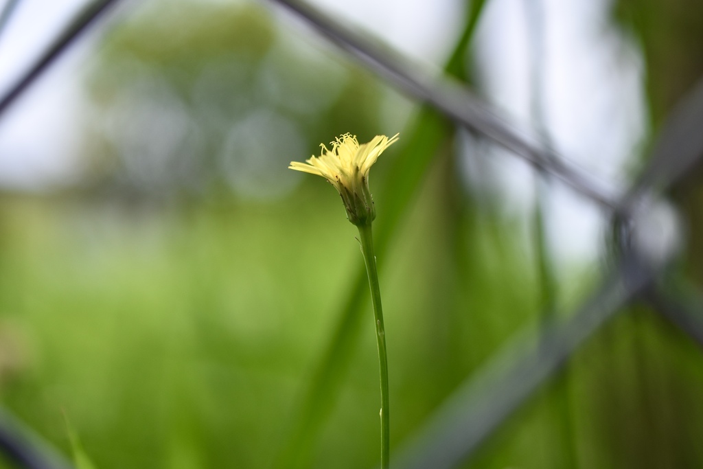 金網越しに見た花